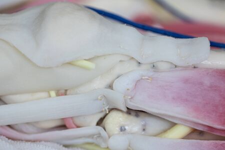Study anatomy Human and Histological sample of Human model in the laboratory.