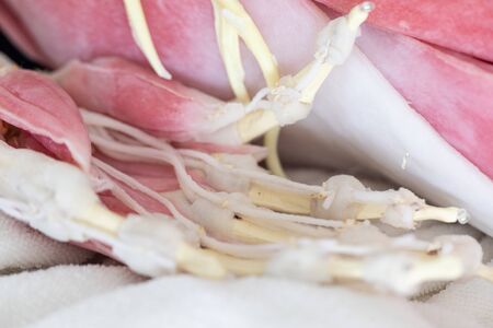 Study anatomy Human and Histological sample of Human model in the laboratory.