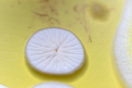 Backgrounds of Characteristics and Different shaped Colony of Bacteria and Mold growing on agar plates from Soil samples for education in Microbiology laboratory.の写真素材