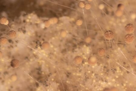 Aspergillus (mold) for Microbiology in Lab.