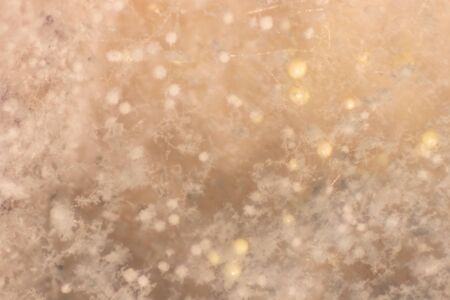 Aspergillus (mold) for Microbiology in Lab.