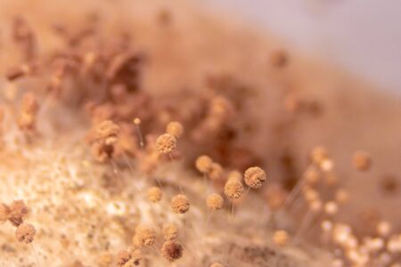 Aspergillus (mold) for Microbiology in Lab.の写真素材