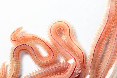 Sand Worm (Perinereis sp.) is the same species as sea worms (Polychaete), Living in a beach area...