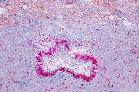 Education anatomy and Histological sample Spinal cord Tissue under the microscope.の写真素材