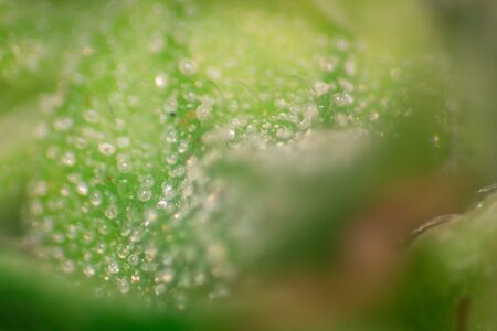 Study Structure of Marijuana leaves, Powder of Cannabis (Drugs) on a White background, For Analysis in laboratory.の写真素材