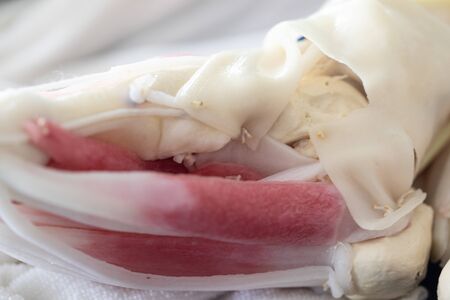 Study anatomy Human and Histological sample of Human model in the laboratory.の写真素材