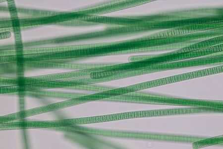 Study of Oscillatoria is a genus of filamentous cyanobacterium, oscillation in its movement under the microscope.の写真素材