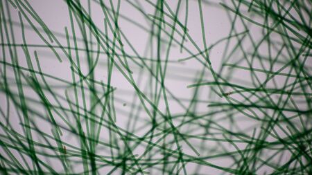 Study of Oscillatoria is a genus of filamentous cyanobacterium, oscillation in its movement under the microscope.の写真素材