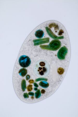 Frontonia sp. is a genus of free-living unicellular ciliate protists under the microscope.