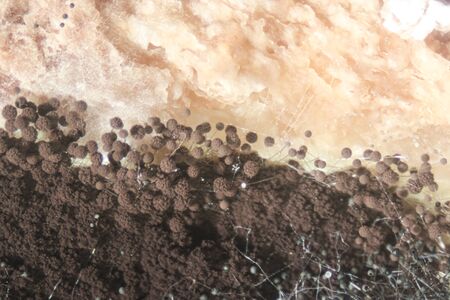 Backgrounds Colony Characteristics of Rhizopus (bread mold) is a genus of common saprophytic fungi,...