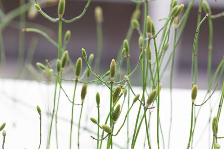 Equisetum (horsetail, snake grass, puzzlegrass) is the only living genus in Equisetaceae for...