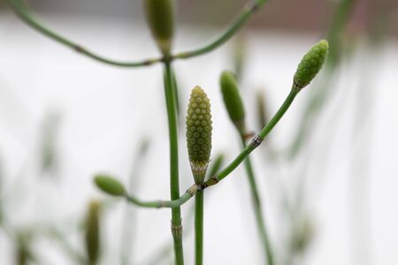 Equisetum (horsetail, snake grass, puzzlegrass) is the only living genus in Equisetaceae for...