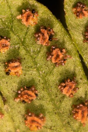 Fern and Sporangium, Fern pattern.