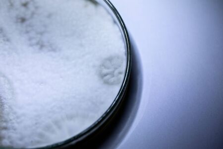 Mold Beautiful, Colony of Characteristics of Fungus (Mold) in culture medium plate from laboratory...