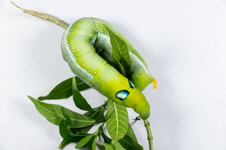 Beautiful of Daphnis nerii, Pupa Stage or Chrysalis Stage.