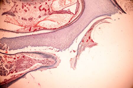 Education of Internal ear, Foetal under the microscope in Lab.