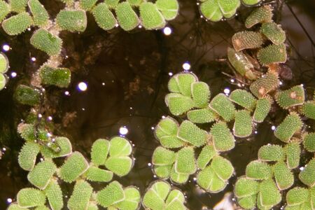 Study of Mosquito fern(genus Azolla) is species of aquatic ferns under the microscope.