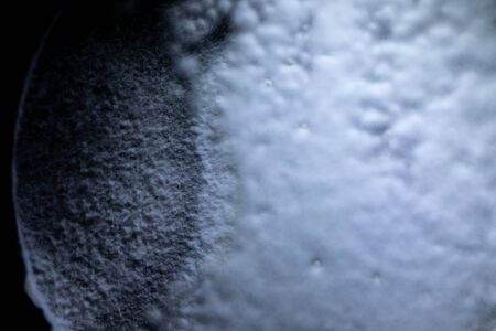 Mold Beautiful, Colony of Characteristics of Fungus (Mold) in culture medium plate from laboratory microbiology.の写真素材