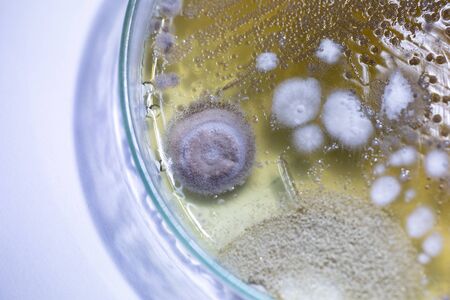 Mold Beautiful, Colony of Characteristics of Fungus (Mold) in culture medium plate from laboratory...