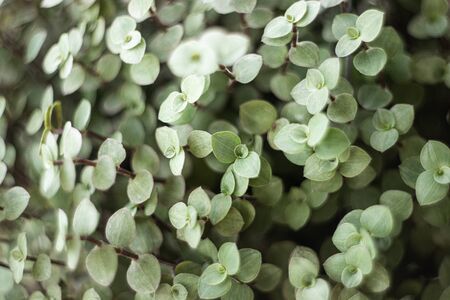 Flowers for wedding or background for wedding scene.の写真素材