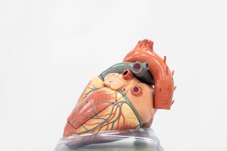 Study of the physiology of the Model and the parts of the human Model in the laboratory.の写真素材