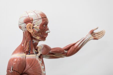 Study of the physiology of the Model and the parts of the human Model in the laboratory.