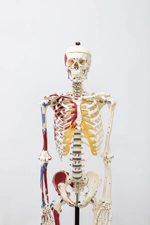 Study of the physiology of the Model and the parts of the human Model in the laboratory.の写真素材