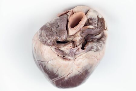 Concept of Education anatomy and physiology of heart in laboratory.