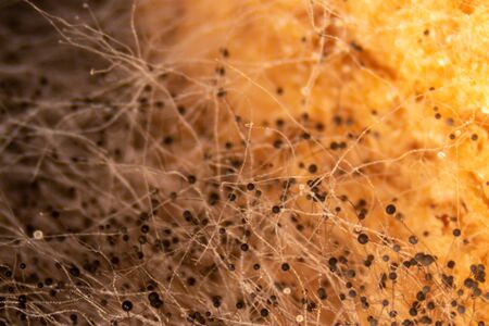 Backgrounds Colony Characteristics of Rhizopus (bread mold) is a genus of common saprophytic fungi, Rhizopus (bread mold) under the microscope.の写真素材