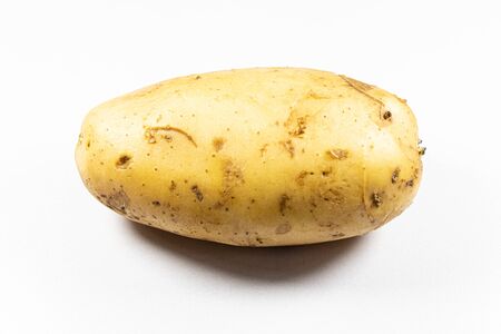 Modified Stem and root of Plant for education in laboratory.の写真素材