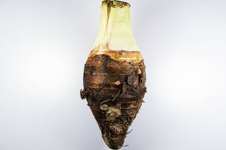 Modified Stem and root of Plant for education in laboratory.の写真素材