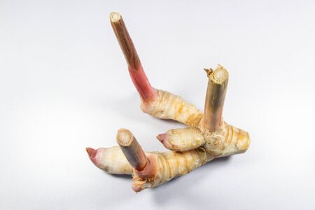 Modified Stem and root of Plant for education in laboratory.の写真素材