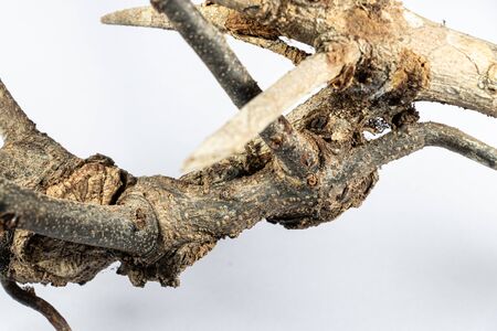 Modified Stem and root of Plant for education in laboratory.