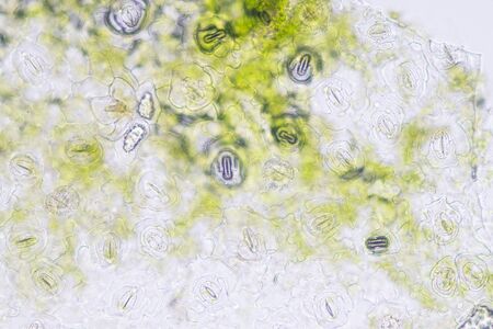 Close up Plant epidermis with stomata or Leaf Epidermis (Stomata) under microscope.