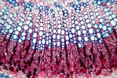 Cross-section leaf Plant of under the microscope for classroom education.の写真素材