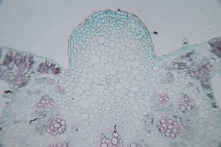 Cross-section leaf Plant of under the microscope for classroom education.の写真素材