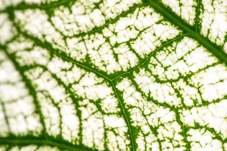 Close up Plant epidermis with stomata or Leaf Epidermis (Stomata) under microscope.
