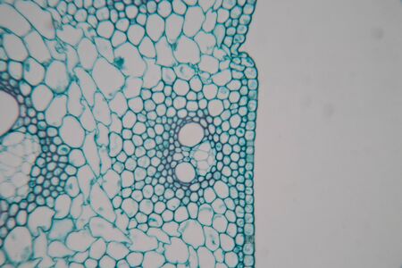 Close up Plant Stem under the microscope for classroom education.