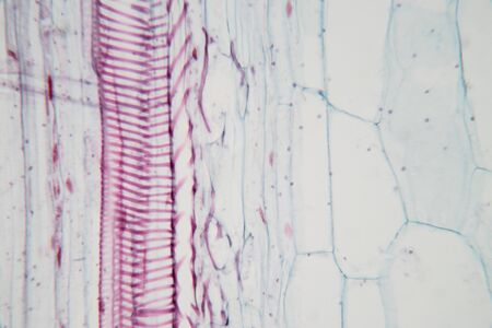 Close up Plant Stem under the microscope for classroom education.の写真素材