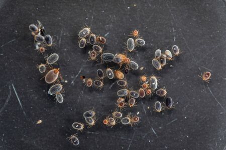 Close up Dog ticks and Flea under microscope for study in laboratory.の写真素材