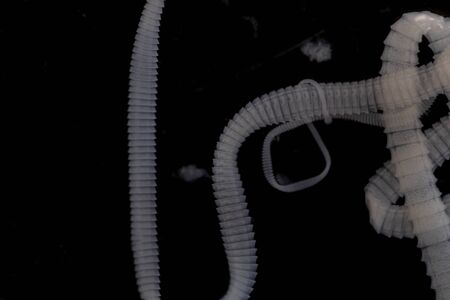 The study of Tapeworm infection is caused by ingesting food or water contaminated with tapeworm eggs or larvae in laboratory.の写真素材