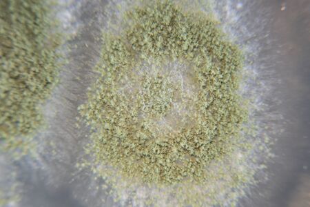 Close up of Aspergillus oryzae is a filamentous fungus, or mold that is used in food production,...