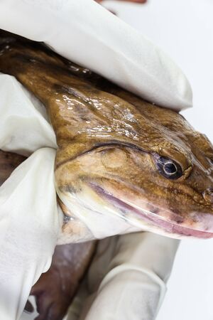Concept of Education anatomy  frog and Respiratory system of frog in laboratory.