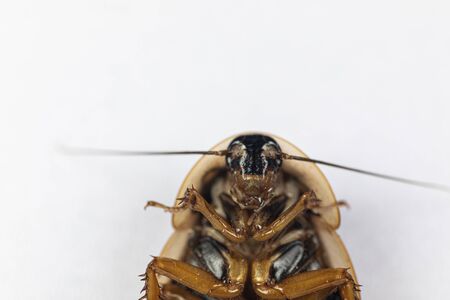 Study of the structure of Blaptica dubia, Dubia roach, also known as the orange-spotted roach in the...