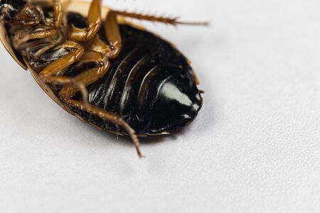 Study of the structure of Blaptica dubia, Dubia roach, also known as the orange-spotted roach in the laboratory.の写真素材