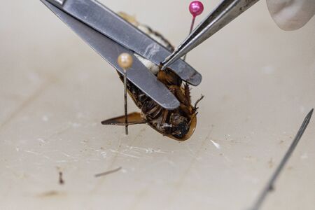 Study of the structure of Blaptica dubia, Dubia roach, also known as the orange-spotted roach in the...