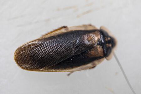 Study of the structure of Blaptica dubia, Dubia roach, also known as the orange-spotted roach in the laboratory.の写真素材