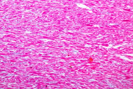 Education anatomy and Histological sample of Human under the microscope.の写真素材