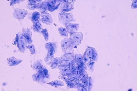 Education anatomy and Histological sample of Human under the microscope.