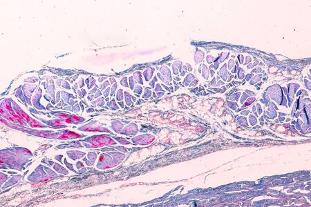 Education anatomy and Histological sample of Human under the microscope.